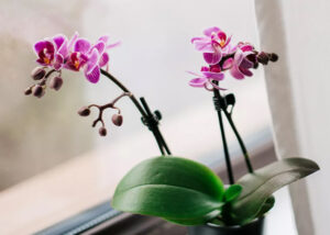 Orchid Pet Friendly Plant