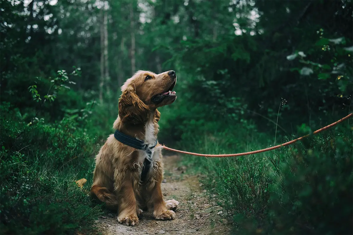 Dog-Friendly Trails Near Charlottesville, VA
