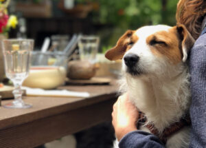 Pet-friendly Dining near your Charlottesville apartment