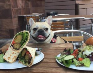 Pet-friendly Dining near your Charlottesville Apartment