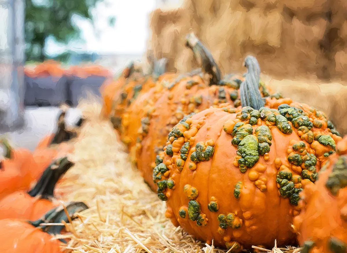 The Best Pumpkin Patches in Charlottesville, Virginia