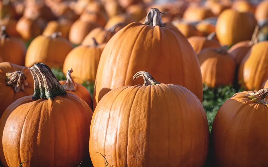 The Best Pumpkin Patches in Charlottesville