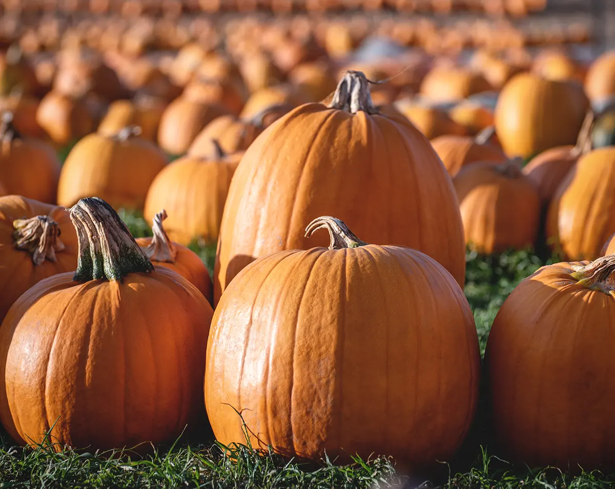 The Best Pumpkin Patches in Charlottesville