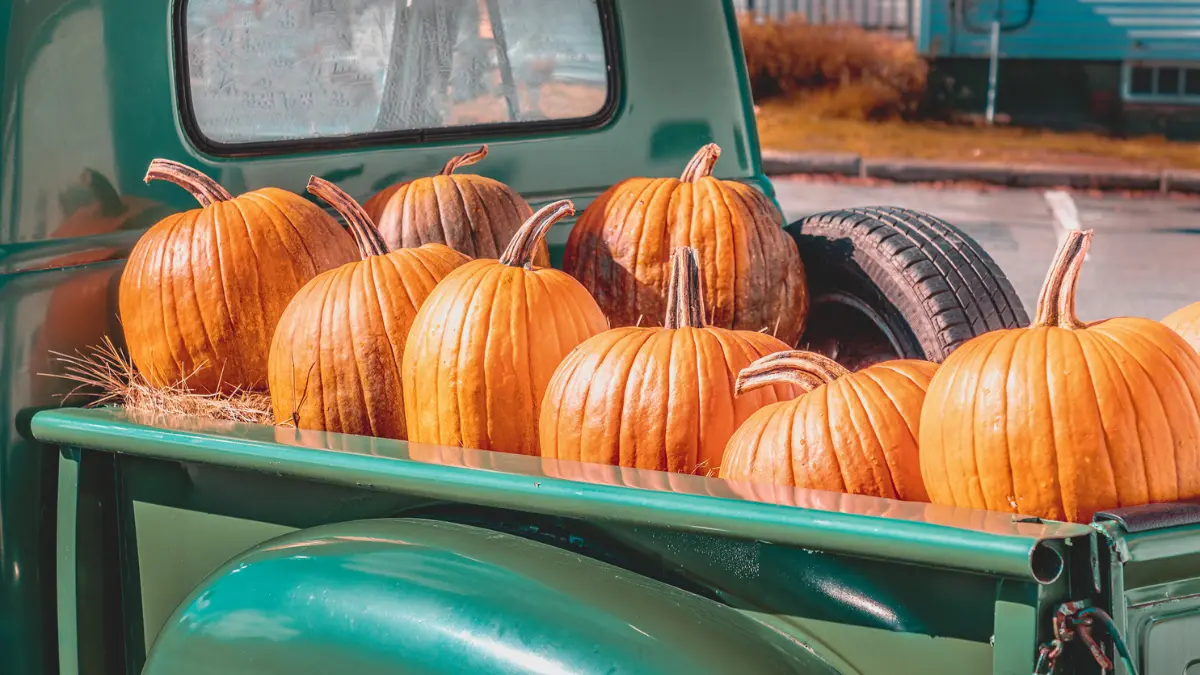 Pumpkin Patches Near Charlottesville: Family-Friendly Fall Fun